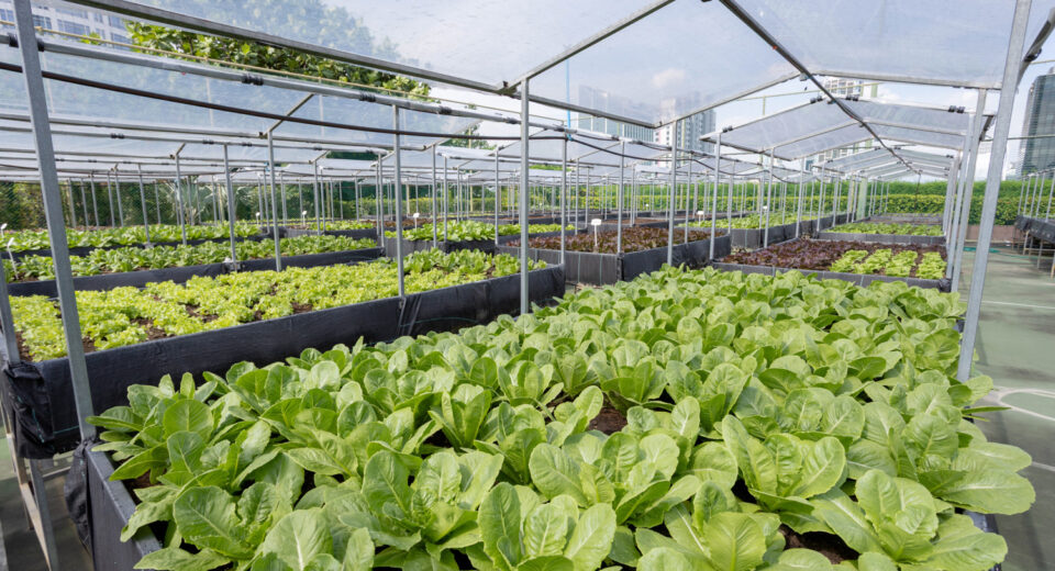Cultivating Sustainability in the Sky at Centara Grand at CentralWorld