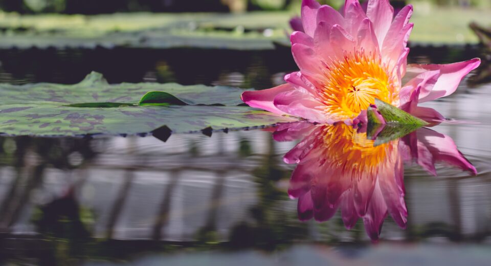 ดอกบัวกับการตลาดเชิงวัฒนธรรม: เมื่อไวรัลกลายเป็นแรงบันดาลใจใหม่